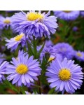 Aster novi-belgii Блу Байю 